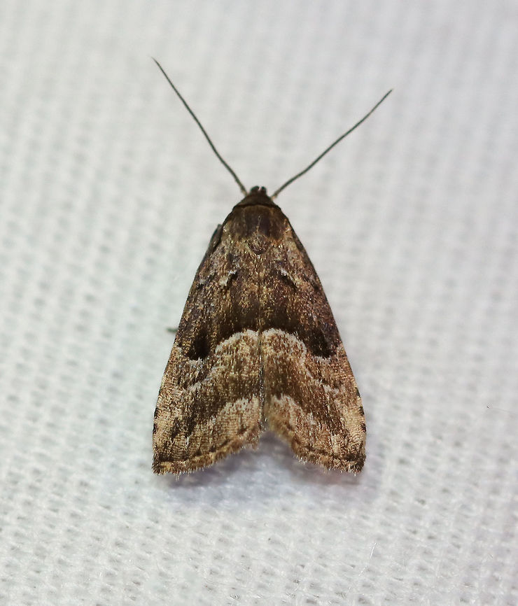 Large Hypenodes Moth - Hypenodes caducus Habitat: Attracted to a 395 nm LED light in a semi-rural area<br />
<br />
2020(140) Geotagged,Hypenodes caducus,Large Hypenodes Moth,Moth Week 2020,Summer,United States,moth