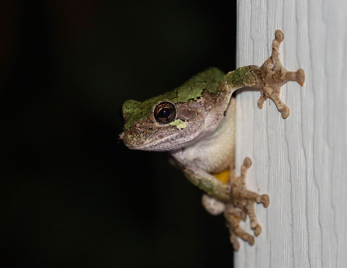 Gray Treefrog - Hyla versicolor This is Coco. She frequents my deck, along with her boyfriend Jasper, when I&#039;m mothing. Right after I took this photo, she jumped from the wall onto my plants -- the perfect spot to ambush unsuspecting insects.<br />
<br />
Habitat: Attracted to the bugs that are attracted to a light in a semi-rural area Geotagged,Gray treefrog,Hyla versicolor,Summer,United States,frog,hyla,treefrog