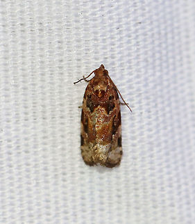 Red-banded Leafroller Moth - Argyrotaenia velutinana TL: ~10 mm. Whitish forewing is mottled gray and reddish brown in basal and subterminal areas.

Habitat: Attracted to a 395 nm light in a rural area.

2020(d) Argyrotaenia,Argyrotaenia velutinana,Geotagged,Moth Week 2020,Red-banded leafroller moth,Summer,United States,moth