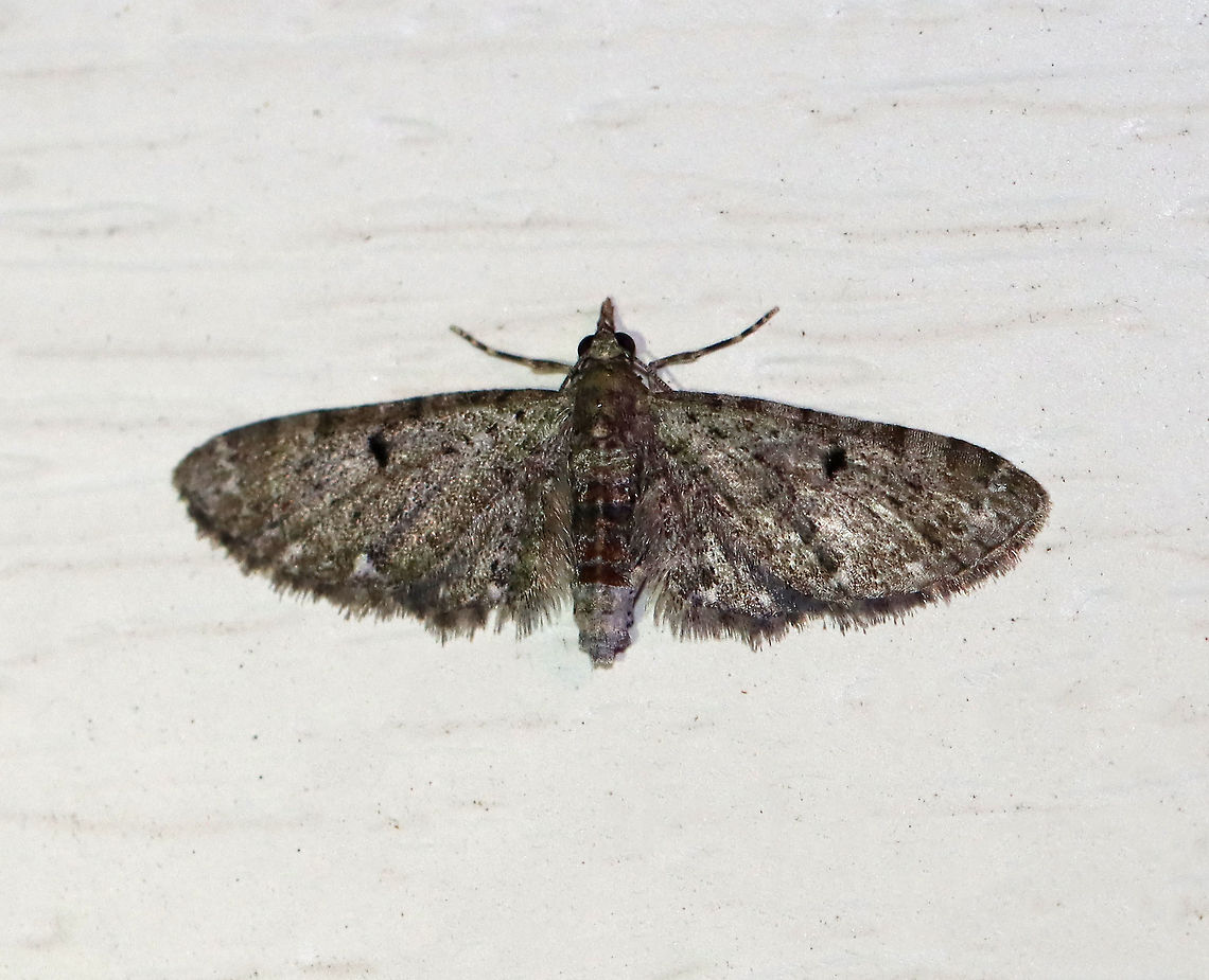 Common Pug - Eupithecia miserulata Wingspan: 15 mm. Gray moth with narrow wings that were fringed. There were some black markings along the costa and the wings had black discal spots. The inner subterminal line had a white spot.<br />
<br />
Habitat: Attracted to a 395 nm LED light in a rural area.<br />
<br />
2020(141) Common Eupithecia,Eupithecia,Eupithecia miserulata,Geotagged,Moth Week 2020,Summer,United States,moth,pug moth