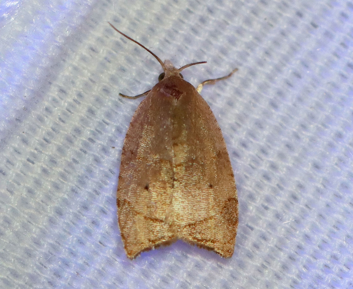 Batman Moth - Coelostathma discopunctana The common name refers to the dark forewing makings that some think resemble the logo of the comic book character, Batman.<br />
<br />
Habitat: Attracted to a 395 nm LED light in a rural area.<br />
<br />
2020(142) Batman Moth,Coelostathma,Coelostathma discopunctana,Geotagged,Moth Week 2020,Summer,United States,moth
