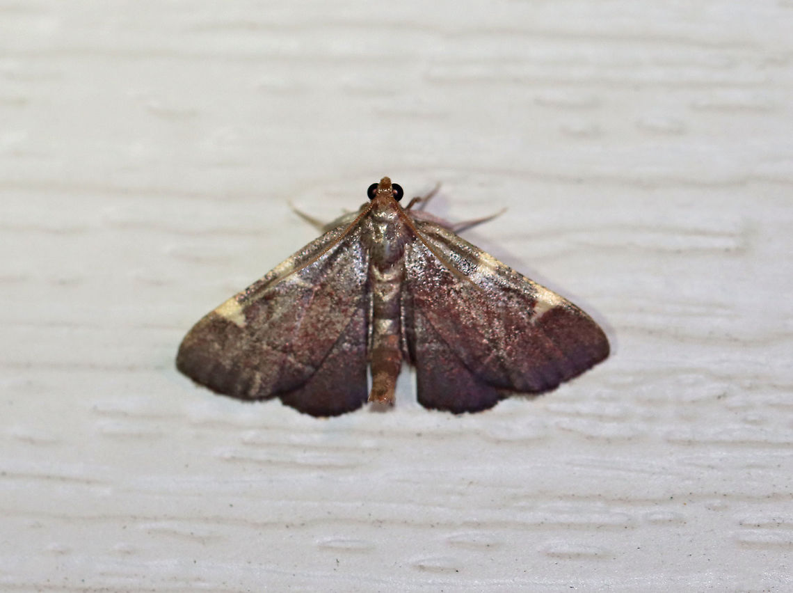 Yellow-fringed Dolichomia - Hypsopygia olinalis Total length: ~10 mm. Purplish wings with purple outer margin. The AM and PM lines are narrow and widen near the costa, forming yellow triangles. Fringe is yellow and narrow.<br />
<br />
Habitat: Attracted to a 395 nm LED light at night in a rural area.<br />
<br />
2020(143) Geotagged,Hypsopygia,Hypsopygia olinalis,Moth Week 2020,Summer,United States,Yellow-fringed dolichomia,moth