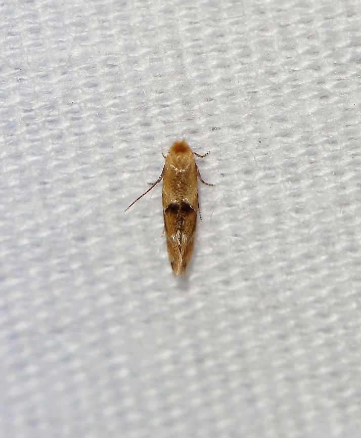 Crowned Bucculatrix - Bucculatrix coronatella TL: ~4 mm. FW with raised tuft of dark scales near midpoint of inner margin. Hosts: Unknown. Status: Uncommon.<br />
<br />
Habitat: Attracted to a 395 nm LED light at night in a semi-rural area.<br />
<br />
2020(d) Bucculatrix,Bucculatrix coronatella,Crowned Bucculatrix,Geotagged,Moth Week 2020,Summer,United States,moth