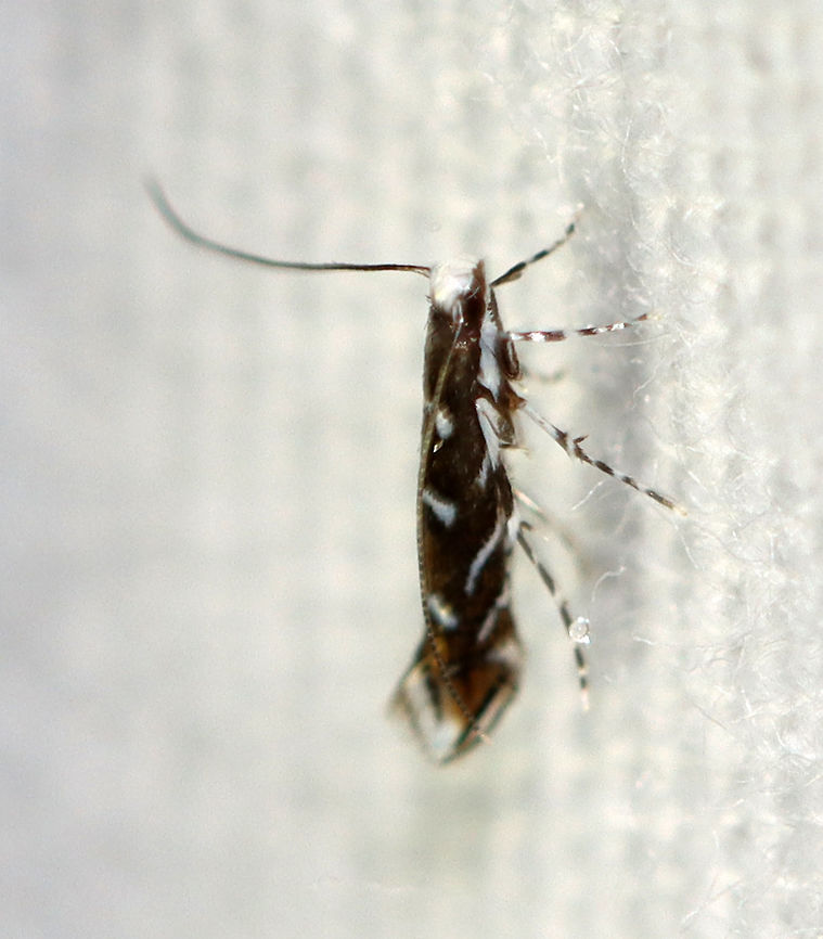Locust Digitate Leafminer - Parectopa robiniella TL: 5 mm. Brown FW with a pattern of white, slanting lines. Hosts: Fleabane and plantain. Status: Common.<br />
<br />
Habitat: Attracted to a 395 nm light in a semi-rural area<br />
<br />
2020(d) Geotagged,Locust Digitate Leafminer Moth,Moth Week 2020,Parectopa robiniella,Summer,United States,moth