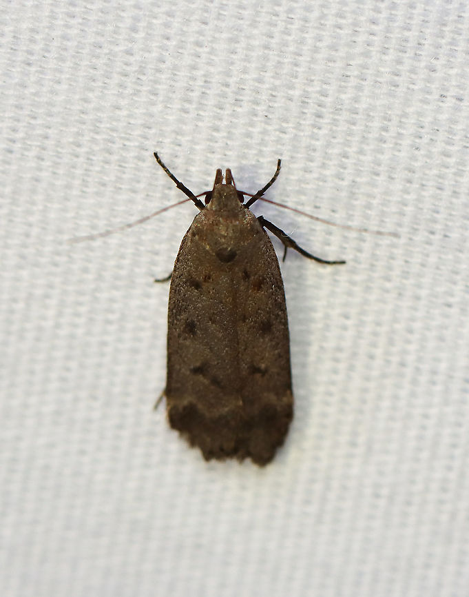 Dark-headed Aspen Leafroller TL: ~12 mm. Brownish FW marked with 3 rows of double black spots. ST line is broadly edged in black. Host: Poplar. Status: Common.<br />
<br />
Habitat: Attracted to a 395 nm LED light at night in a rural area.<br />
<br />
2020(144)<br />
<br />
 Anacampsis,Anacampsis innocuella,Dark-headed Aspen Leafroller,Geotagged,Moth Week 2020,Summer,United States,leafroller,moth