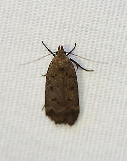 Dark-headed Aspen Leafroller