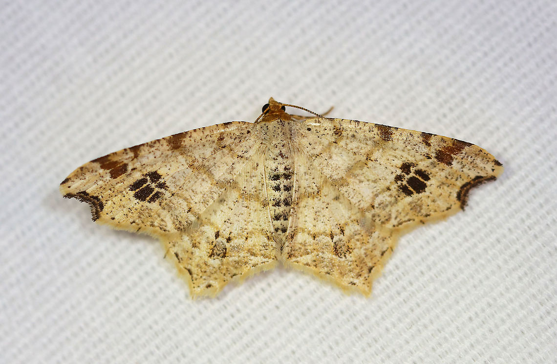 Common Angle Moth - Macaria aemulataria WS: 20 mm. Straw-colored forewings have faint brown lines on veins and at costa. The midpoint of the subterminal area is marked with a large, blackish mark. The outer margins have a shallow indentation near the apex.<br />
<br />
Attracted to a 395 nm LED light in a semi-rural area.<br />
<br />
2020(d) Common Angle Moth,Geotagged,Macaria,Macaria aemulataria,Moth Week 2020,Summer,United States,moth