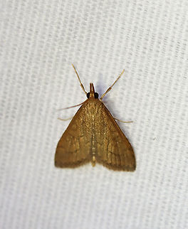 Celery Leaftier Moth - Udea rubigalis TL: 10 mm. Forewing was reddish tan with dusky lines. Reniform spot is figure eight-shaped.

Habitat: Attracted to a 395 nm LED light in a rural area

2020(145) Celery leaftier,Geotagged,Moth Week 2020,Summer,Udea,Udea rubigalis,United States,moth