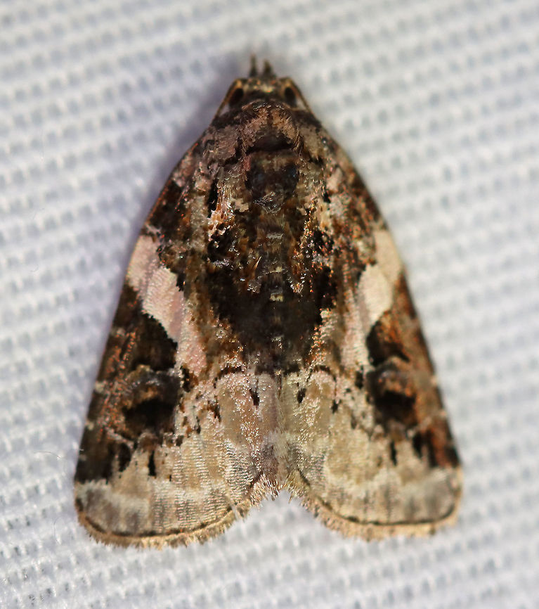 Pink-barred Pseudeustrotia - Pseudeustrotia carneola TL: ~10 mm. Mottled brown forewing with an oblique, pale pink bar slanting from the costa to the inner edge of the brown reniform spot. Irregular, white subterminal line is edged with light brown. Hosts: Dock, goldenrod, and smartweed.<br />
<br />
Habitat: Attracted to a 395 nm LED light in a rural area<br />
<br />
2020(146) Geotagged,Moth Week 2020,Pink-barred lithacodia moth,Pseudeustrotia,Pseudeustrotia carneola,Summer,United States,moth