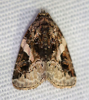 Pink-barred Pseudeustrotia - Pseudeustrotia carneola TL: ~10 mm. Mottled brown forewing with an oblique, pale pink bar slanting from the costa to the inner edge of the brown reniform spot. Irregular, white subterminal line is edged with light brown. Hosts: Dock, goldenrod, and smartweed.

Habitat: Attracted to a 395 nm LED light in a rural area

2020(146) Geotagged,Moth Week 2020,Pink-barred lithacodia moth,Pseudeustrotia,Pseudeustrotia carneola,Summer,United States,moth