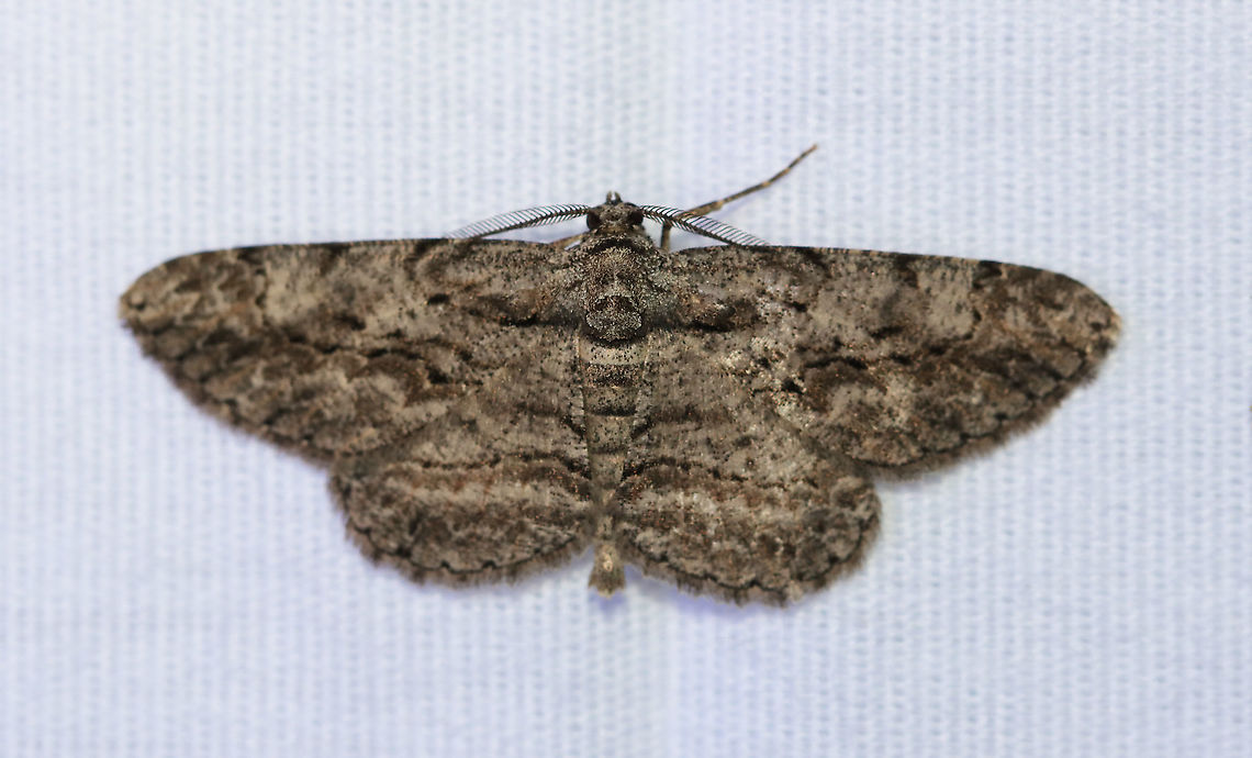 Common Gray - Anavitrinella pampinaria Gray moth with black mottling. The first abdominal segment has a pale whitish band that is bordered proximally by a black line - this black line extends onto the base of the hindwing and forewing, then curves forward, but usually breaks before reaching the costa. Postmedian line is wavy.<br />
<br />
Habitat: Attracted to a 395 nm LED light in a rural area<br />
<br />
2020(147) Anavitrinella,Anavitrinella pampinaria,Common gray,Geotagged,Moth Week 2020,Summer,United States,moth