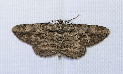 Common Gray - Anavitrinella pampinaria Gray moth with black mottling. The first abdominal segment has a pale whitish band that is bordered proximally by a black line - this black line extends onto the base of the hindwing and forewing, then curves forward, but usually breaks before reaching the costa. Postmedian line is wavy.

Habitat: Attracted to a 395 nm LED light in a rural area

2020(147) Anavitrinella,Anavitrinella pampinaria,Common gray,Geotagged,Moth Week 2020,Summer,United States,moth