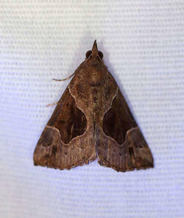 Flowing-Line Snout - Hypena manalis TL: 15 mm. Brown forewings with round-edged, dark patches that cover most of the median area. Black apical dash angles toward the dotted subterminal line.<br />
<br />
Habitat: Attracted to a 395 nm LED light in a rural area.<br />
<br />
2020(148) Flowing-line Hypena,Geotagged,Hypena,Hypena manalis,Moth Week 2020,Summer,United States,moth