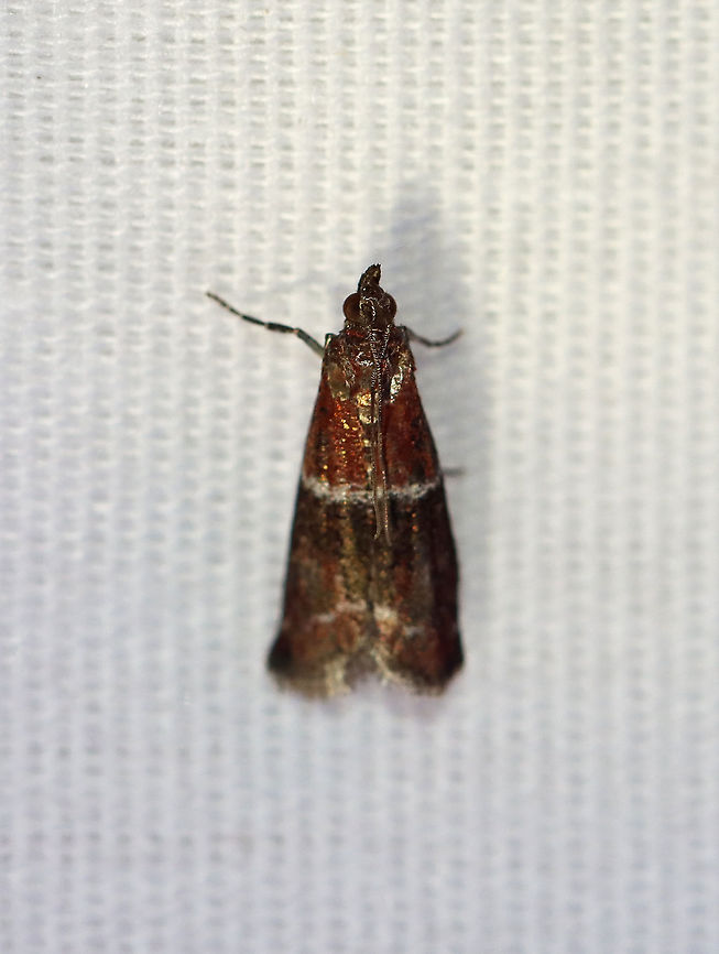 Darker Moodna Moth - Moodna ostrinella TL: ~8 mm. Red FW with blackish median band that was edged in silvery white. Hosts: Apples, birch, cotton, oak, pine, sumac...Status: Common<br />
<br />
Attracted to a 395 nm LED light in a semi-rural area.<br />
<br />
2020(d) Darker moodna moth,Geotagged,Moodna,Moodna ostrinella,Moth Week 2020,Summer,United States,moth