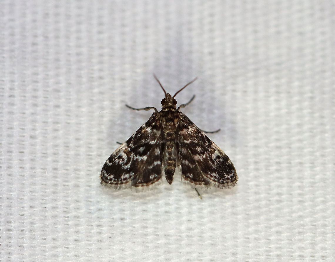 Waterlily Leafcutter Moth - Elophila obliteralis TL: ~8 mm. Mottled brown FW with jagged white median band that widens toward costa. Sexually dimorphic. Hosts: Aquatic plants. Status: Common.<br />
<br />
Habitat: Attracted to a 395 nm LED light in a rural area.<br />
<br />
2020(149) Elophila,Elophila obliteralis,Geotagged,Moth Week 2020,Summer,United States,Waterlily leafcutter moth,moth