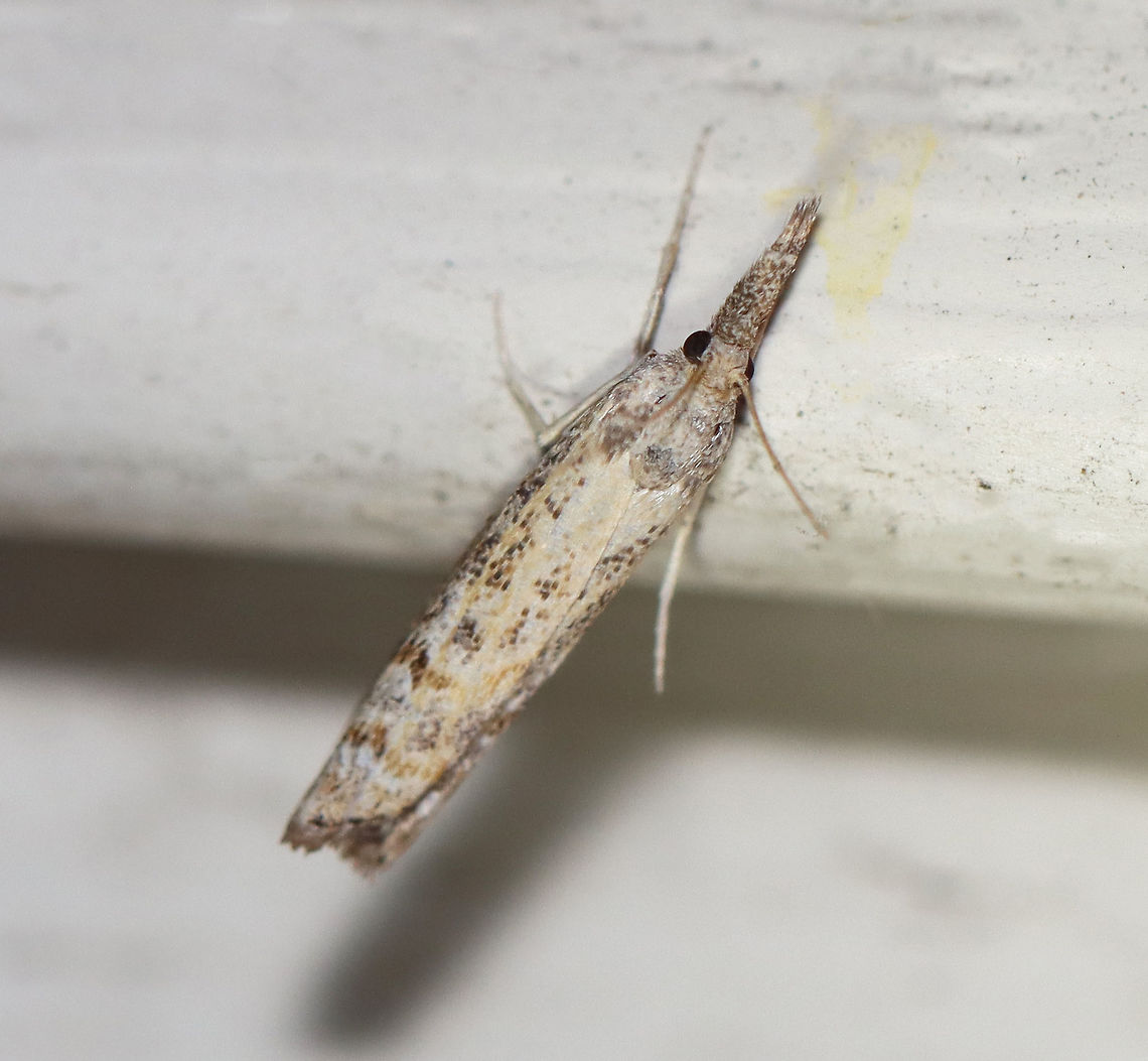 Neodactria zeellus *This is the 150th species that has come to my moth light this year!<br />
<br />
Habitat: Attracted to a 395 nm LED light in a rural area.<br />
<br />
2020(150)<br />
<br />
 Geotagged,Moth Week 2020,Neodactria,Neodactria zeellus,Summer,United States,grass-veneer,moth