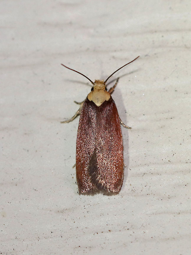 Depressaria depressana - Purple Carrot-seed Moth TL: 10 mm. Reddish brown forewings. Whitish head and thorax.<br />
<br />
Habitat: Attracted to a 395 nm LED light in a rural area.<br />
<br />
2020(151) Depressaria,Depressaria depressana,Geotagged,Moth Week 2020,Purple carrot-seed moth,Summer,United States,moth