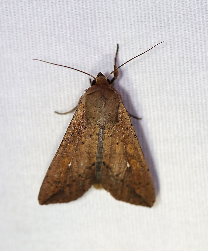 White-Speck Moth - Mythimna unipuncta TL: ~20 mm. FW was tan-brown and was peppered with few darker scales; A tiny, white speck touches the inner part of the reniform spot; a thin dark line slants inward from the apex.<br />
<br />
Habitat: Attracted to a 395 nm light in a rural area<br />
<br />
2020(d) Geotagged,Moth Week 2020,Mythimna,Mythimna unipuncta,Summer,United States,White-speck,moth