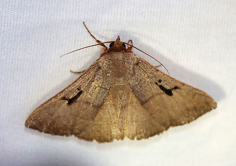 Brown Panopoda - Panopoda carneicosta WS: ~40 mm. FW brown, with a tint of violet gray. Thin brown AM, median, and PM lines; black orbicular dot and L-shaped reniform spot. Host: Hickory

Habitat: Attracted to a 395 nm light in a semi-rural area

2020(d) Brown Panopoda,Geotagged,Moth Week 2020,Panopoda,Panopoda carneicosta,Summer,United States,moth