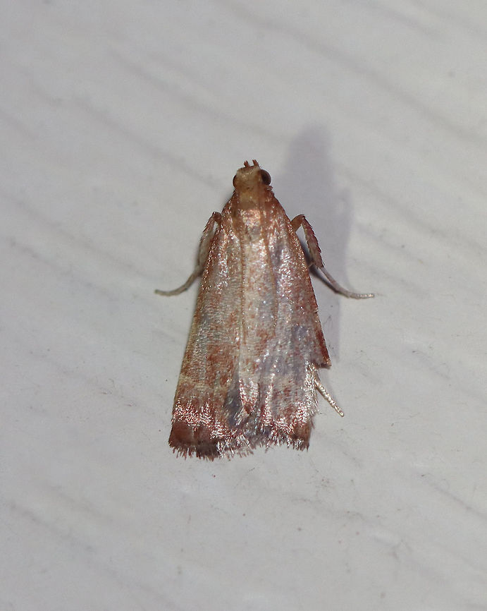 Posturing Arta Moth - Arta statalis TL: 10 mm. Reddish brown forewings (very worn) with two tan/yellow lines crossing them. This moth was resting with its forelegs pushed up.<br />
<br />
Habitat: Attracted to a 395 nm LED light in a semi-rural area.<br />
<br />
2020(152) Arta,Arta statalis,Geotagged,Moth Week 2020,Posturing arta moth,Summer,United States,moth
