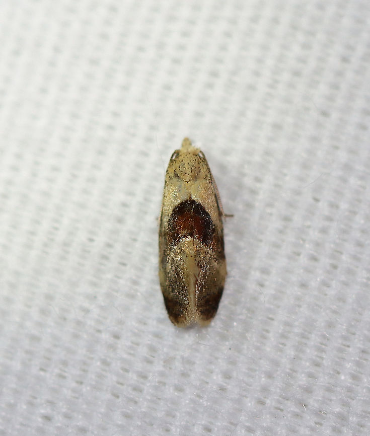 Brown-patched Phalonidia - Phalonidia lepidana TL: 6 mm. Whitish forewing with an oblique, reddish brown median band, and a darker subterminal area.<br />
<br />
Habitat: Attracted to a 395 nm LED light in a semi-rural area.<br />
<br />
2020(153)<br />
<figure class="photo"><a href="https://www.jungledragon.com/image/98602/brown-patched_phalonidia_-_phalonidia_lepidana.html" title="Brown-patched Phalonidia - Phalonidia lepidana"><img src="https://s3.amazonaws.com/media.jungledragon.com/images/3232/98602_thumb.jpg?AWSAccessKeyId=05GMT0V3GWVNE7GGM1R2&Expires=1759968010&Signature=FjTGdGs5ztRVqlCd1j8vVtILcOo%3D" width="124" height="152" alt="Brown-patched Phalonidia - Phalonidia lepidana TL: 6 mm. Whitish forewing with an oblique, reddish brown median band, and a darker subterminal area.<br />
<br />
Habitat: Attracted to a 395 nm LED light in a semi-rural area.<br />
https://www.jungledragon.com/image/98601/brown-patched_phalonidia_-_phalonidia_lepidana.html<br />
<br />
2020(153) Geotagged,Moth Week 2020,Phalonidia lepidana,Summer,United States,moth" /></a></figure> Geotagged,Moth Week 2020,Phalonidia,Phalonidia lepidana,Summer,United States,moth