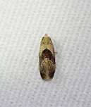 Brown-patched Phalonidia - Phalonidia lepidana TL: 6 mm. Whitish forewing with an oblique, reddish brown median band, and a darker subterminal area.<br />
<br />
Habitat: Attracted to a 395 nm LED light in a semi-rural area.<br />
<br />
2020(153)<br />
https://www.jungledragon.com/image/98602/brown-patched_phalonidia_-_phalonidia_lepidana.html Geotagged,Moth Week 2020,Phalonidia,Phalonidia lepidana,Summer,United States,moth