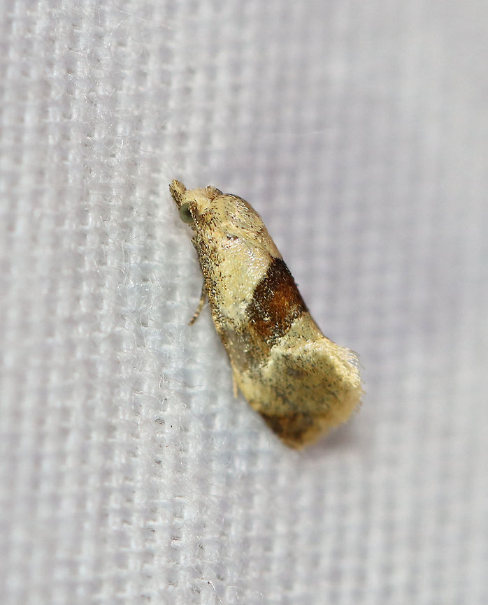 Brown-patched Phalonidia - Phalonidia lepidana TL: 6 mm. Whitish forewing with an oblique, reddish brown median band, and a darker subterminal area.<br />
<br />
Habitat: Attracted to a 395 nm LED light in a semi-rural area.<br />
<figure class="photo"><a href="https://www.jungledragon.com/image/98601/brown-patched_phalonidia_-_phalonidia_lepidana.html" title="Brown-patched Phalonidia - Phalonidia lepidana"><img src="https://s3.amazonaws.com/media.jungledragon.com/images/3232/98601_thumb.jpg?AWSAccessKeyId=05GMT0V3GWVNE7GGM1R2&Expires=1763596810&Signature=ZXL51lmpduZuh%2FzZCwXRdoO9Eek%3D" width="130" height="152" alt="Brown-patched Phalonidia - Phalonidia lepidana TL: 6 mm. Whitish forewing with an oblique, reddish brown median band, and a darker subterminal area.<br />
<br />
Habitat: Attracted to a 395 nm LED light in a semi-rural area.<br />
<br />
2020(153)<br />
https://www.jungledragon.com/image/98602/brown-patched_phalonidia_-_phalonidia_lepidana.html Geotagged,Moth Week 2020,Phalonidia,Phalonidia lepidana,Summer,United States,moth" /></a></figure><br />
<br />
2020(153) Geotagged,Moth Week 2020,Phalonidia lepidana,Summer,United States,moth