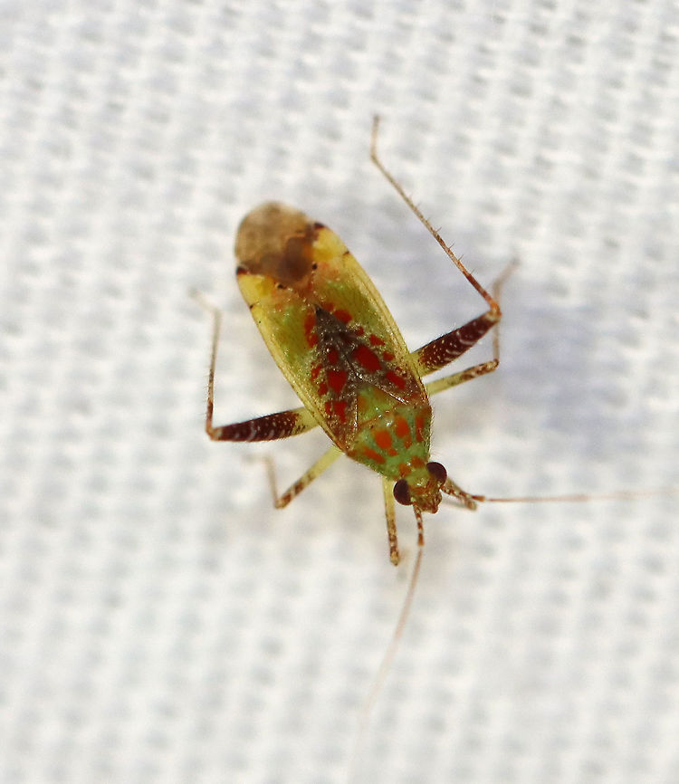 Phytocoris tibialis Habitat: Attracted to a light in a semi-rural area. Geotagged,Phytocoris,Phytocoris tibialis,Summer,United States,bug,plant bug