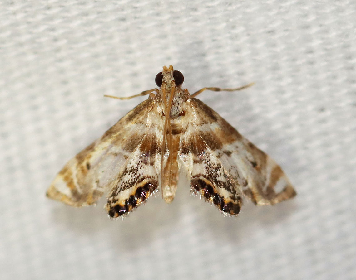 Feather-edged Petrophila Moth - Petrophila fulicalis TL: ~10 mm. Hosts: Diatoms and algae<br />
<br />
Habitat: Attracted to a 395 nm LED light in a semi-rural area.<br />
<br />
2020(154)<br />
<br />
 Feather-edged Petrophila Moth,Geotagged,Moth Week 2020,Petrophila,Petrophila fulicalis,Summer,United States,moth