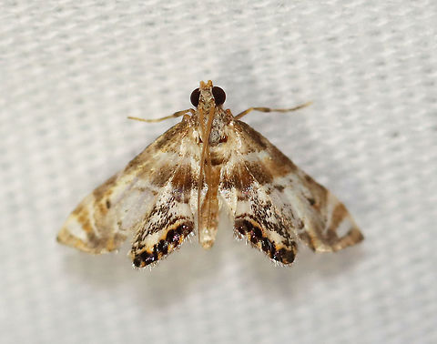 Feather-edged Petrophila Moth - Petrophila fulicalis TL: ~10 mm. Hosts: Diatoms and algae

Habitat: Attracted to a 395 nm LED light in a semi-rural area.

2020(154)

 Feather-edged Petrophila Moth,Geotagged,Moth Week 2020,Petrophila,Petrophila fulicalis,Summer,United States,moth