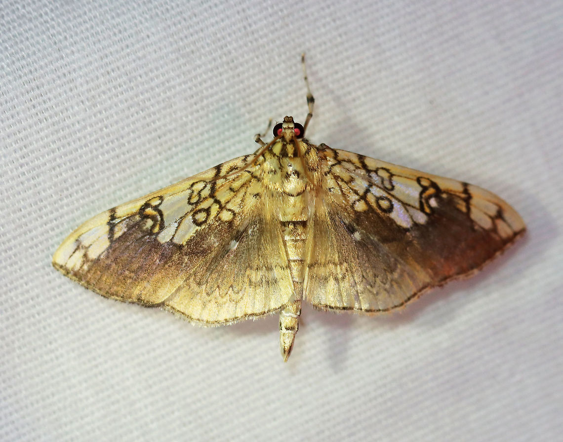 Basswood Leafroller - Pantographa limata WS: ~40 mm. FW marked with pattern of brown lines. Inner margin and central ST area shaded purplish brown. Hosts: Basswood, oak, and rock elm. Status: Common.<br />
<br />
Habitat: Attracted to a 395 nm LED light in a semi-rural area<br />
<br />
2020(d) Basswood Leafroller,Geotagged,Moth Week 2020,Pantographa,Pantographa limata,Summer,United States,leafroller,moth