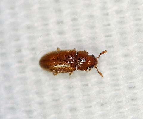 Cryptophilus angustus It was about 2-3 mm long.
Habitat: Attracted to a light in a semi-rural area. Cryptophilus,Cryptophilus angustus,Erotylidae,Geotagged,Summer,United States,beetle