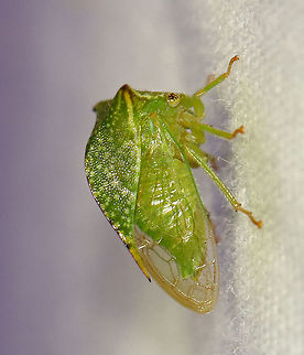 Buffalo Treehopper - Stictocephala bisonia Habitat: Attracted to a light at night in a semi-rural area Buffalo Treehopper,Geotagged,Stictocephala,Stictocephala bisonia,Summer,United States,buffalo treehopper,treehopper