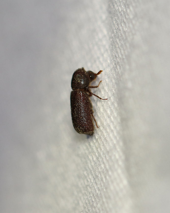 Horned Powder Post Beetle - Prostephanus punctatus TL: ~5 mm. Reddish brown beetle with head partly covered by prothorax. Elytra with long setae. Larvae develop in stumps of oak and pecan.<br />
<br />
Habitat: Attracted to a light in semi-rural area<br />
<figure class="photo"><a href="https://www.jungledragon.com/image/98660/horned_powder_post_beetle_-_prostephanus_punctatus.html" title="Horned Powder Post Beetle - Prostephanus punctatus"><img src="https://s3.amazonaws.com/media.jungledragon.com/images/3232/98660_thumb.jpg?AWSAccessKeyId=05GMT0V3GWVNE7GGM1R2&Expires=1759968010&Signature=%2FbofTwTWBo1MAksn771Sa%2FkxheM%3D" width="200" height="148" alt="Horned Powder Post Beetle - Prostephanus punctatus TL: ~5 mm. Reddish brown beetle with head partly covered by prothorax. Elytra with long setae. Larvae develop in stumps of oak and pecan.<br />
<br />
Habitat: Attracted to a light in semi-rural area<br />
https://www.jungledragon.com/image/98659/horned_powder_post_beetle_-_prostephanus_punctatus.html Geotagged,Prostephanus punctatus,Summer,United States" /></a></figure> Bostrichidae,Geotagged,Prostephanus,Prostephanus punctatus,Summer,United States,beetle,powder post beetle