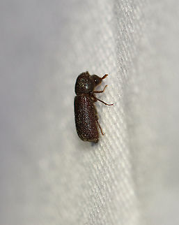 Horned Powder Post Beetle - Prostephanus punctatus TL: ~5 mm. Reddish brown beetle with head partly covered by prothorax. Elytra with long setae. Larvae develop in stumps of oak and pecan.

Habitat: Attracted to a light in semi-rural area
https://www.jungledragon.com/image/98660/horned_powder_post_beetle_-_prostephanus_punctatus.html Bostrichidae,Geotagged,Prostephanus,Prostephanus punctatus,Summer,United States,beetle,powder post beetle