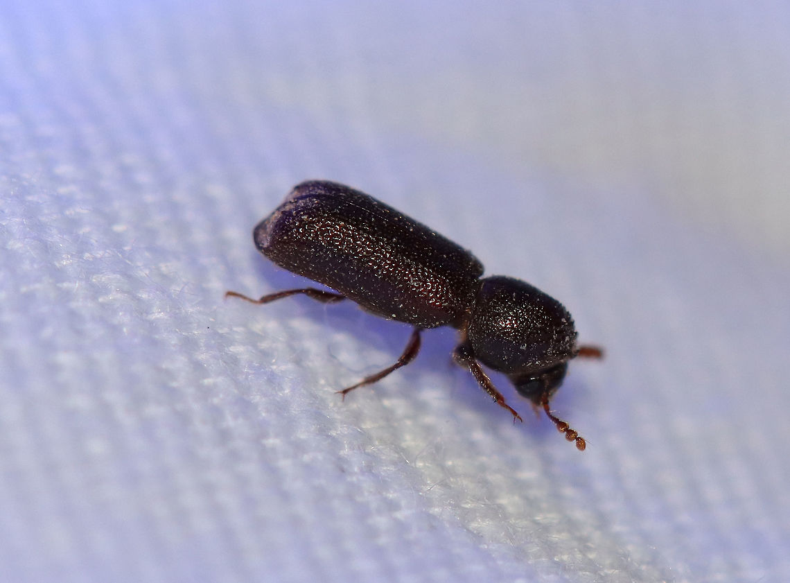 Horned Powder Post Beetle - Prostephanus punctatus TL: ~5 mm. Reddish brown beetle with head partly covered by prothorax. Elytra with long setae. Larvae develop in stumps of oak and pecan.<br />
<br />
Habitat: Attracted to a light in semi-rural area<br />
<figure class="photo"><a href="https://www.jungledragon.com/image/98659/horned_powder_post_beetle_-_prostephanus_punctatus.html" title="Horned Powder Post Beetle - Prostephanus punctatus"><img src="https://s3.amazonaws.com/media.jungledragon.com/images/3232/98659_thumb.jpg?AWSAccessKeyId=05GMT0V3GWVNE7GGM1R2&Expires=1759968010&Signature=za2G8ydCJIQSX1sGFLvHHyYx2rw%3D" width="122" height="152" alt="Horned Powder Post Beetle - Prostephanus punctatus TL: ~5 mm. Reddish brown beetle with head partly covered by prothorax. Elytra with long setae. Larvae develop in stumps of oak and pecan.<br />
<br />
Habitat: Attracted to a light in semi-rural area<br />
https://www.jungledragon.com/image/98660/horned_powder_post_beetle_-_prostephanus_punctatus.html Bostrichidae,Geotagged,Prostephanus,Prostephanus punctatus,Summer,United States,beetle,powder post beetle" /></a></figure> Geotagged,Prostephanus punctatus,Summer,United States