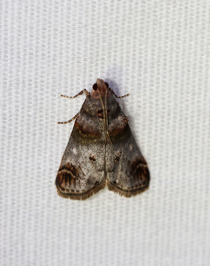 Oak Gall Snout Moth - Oneida lunulalis TL: ~12 mm. Silvery FW with raised scales on AM line.Curved outer PM line. Host: Oak. Status: Common.<br />
<br />
Habitat: Attracted to a 395 nm LED light in a semi-rural area.<br />
<br />
2020(155)<br />
 Geotagged,Moth Week 2020,Oak Gall Snout Moth,Oneida,Oneida lunulalis,Summer,United States,moth