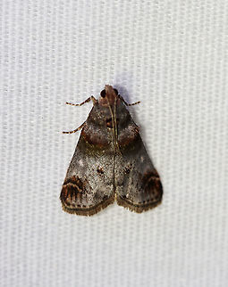 Oak Gall Snout Moth - Oneida lunulalis TL: ~12 mm. Silvery FW with raised scales on AM line.Curved outer PM line. Host: Oak. Status: Common.

Habitat: Attracted to a 395 nm LED light in a semi-rural area.

2020(155)
 Geotagged,Moth Week 2020,Oak Gall Snout Moth,Oneida,Oneida lunulalis,Summer,United States,moth