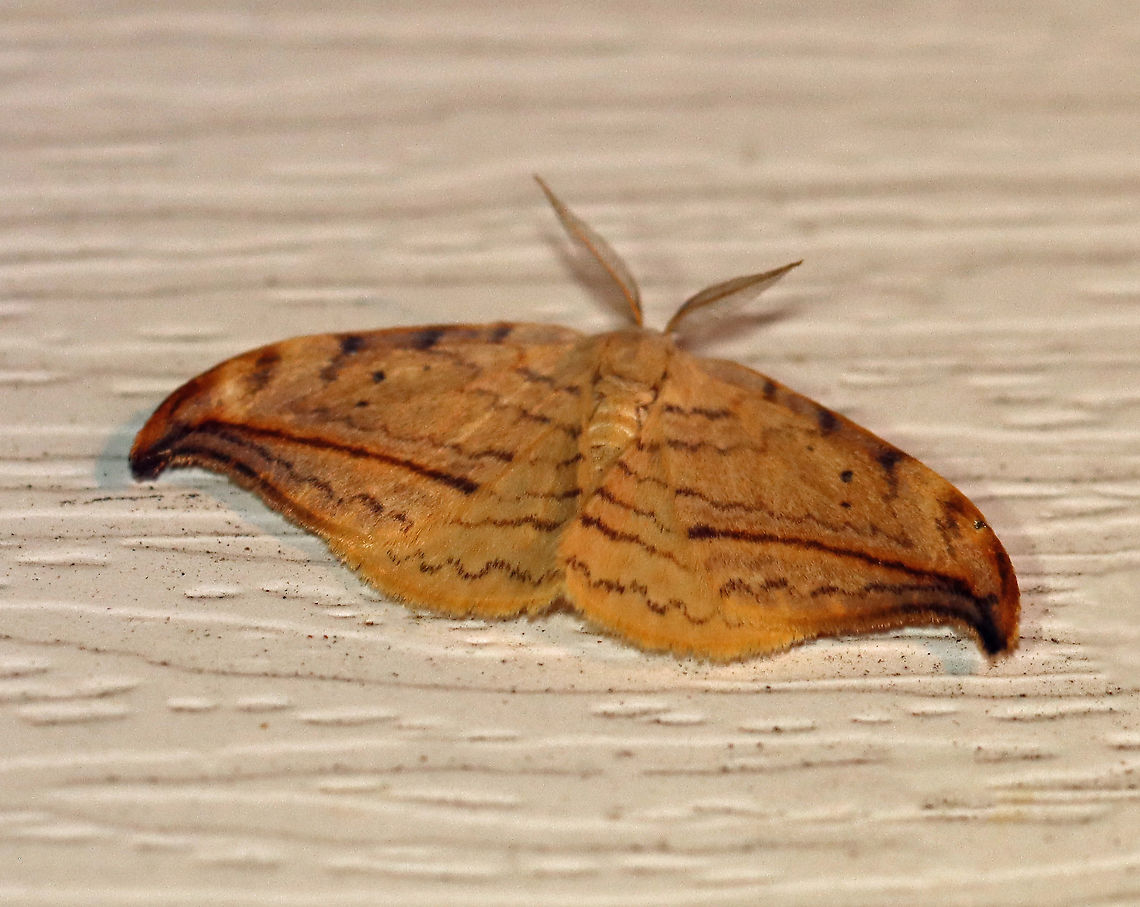 Arched Hooktip - Drepana arcuata WS: ~ 40 mm. Rusty-edged subterminal line on hooked forewing curves toward the apex. Reniform spot has two dots.<br />
<br />
Habitat: Attracted to a 395 nm LED light in a semi-rural area.<br />
<br />
2020(d) Arched hooktip,Drepana,Drepana arcuata,Geotagged,Moth Week 2020,Summer,United States,moth