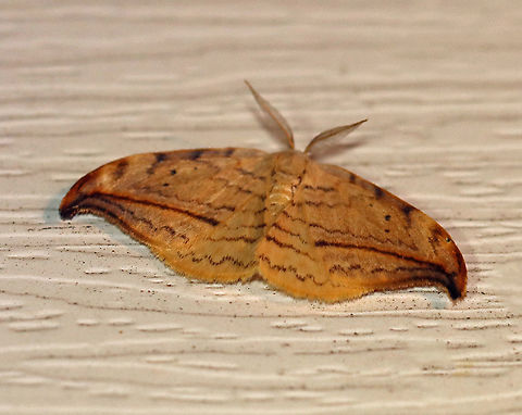 Arched Hooktip - Drepana arcuata WS: ~ 40 mm. Rusty-edged subterminal line on hooked forewing curves toward the apex. Reniform spot has two dots.

Habitat: Attracted to a 395 nm LED light in a semi-rural area.

2020(d) Arched hooktip,Drepana,Drepana arcuata,Geotagged,Moth Week 2020,Summer,United States,moth