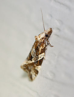 Six-toothed Aethes - Aethes sexdentata TL: 7 mm. Moth with a brown and tan pattern.

Habitat: Attracted to a 395 nm LED light in a semi-rural area.

2020(156) Aethes,Aethes sexdentata,Geotagged,Moth Week 2020,Six-toothed Aethes,Summer,United States,moth
