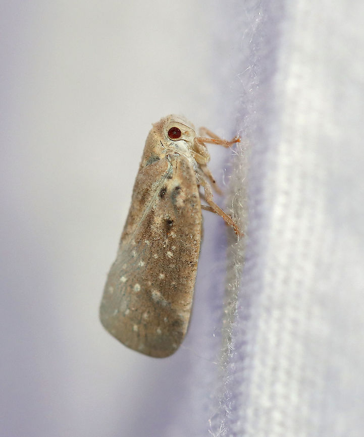 Citrus Flatid Planthopper - Metcalfa pruinosa Gray to brown depending on how much floury coating is present. Two dark spots (and often more) near the base of the wing are characteristic.<br />
<br />
Habitat: Attracted to a light in a semi-rural area Citrus flatid planthopper,Geotagged,Metcalfa,Metcalfa pruinosa,Summer,United States,planthopper
