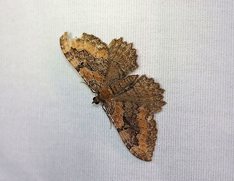 Barberry Geometer - Coryphista meadii WS: ~30-35 mm. FW was brownish. Outer section of PM had outward-pointing tooth.

Habitat: Attracted to a 395 nm LED light in a rural area

2020(157) Barberry Geometer,Coryphista meadii,Geotagged,Moth Week 2020,Summer,United States,geometer,moth