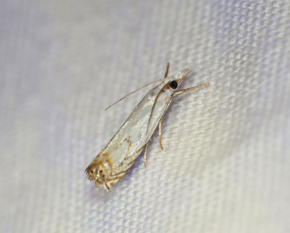 Small White Grass-veneer - Crambus albellus TL: ~ 8 mm. White FW with sharply angled median and ST lines. Black dots along terminal line. Host: Grass. Status: Common.<br />
<br />
Habitat: Attracted to a 395 nm LED light in a rural area<br />
<br />
2020(158) Crambidae,Crambus,Crambus albellus,Geotagged,Moth Week 2020,Small white grass-veneer,Summer,United States,grass-veneer,moth