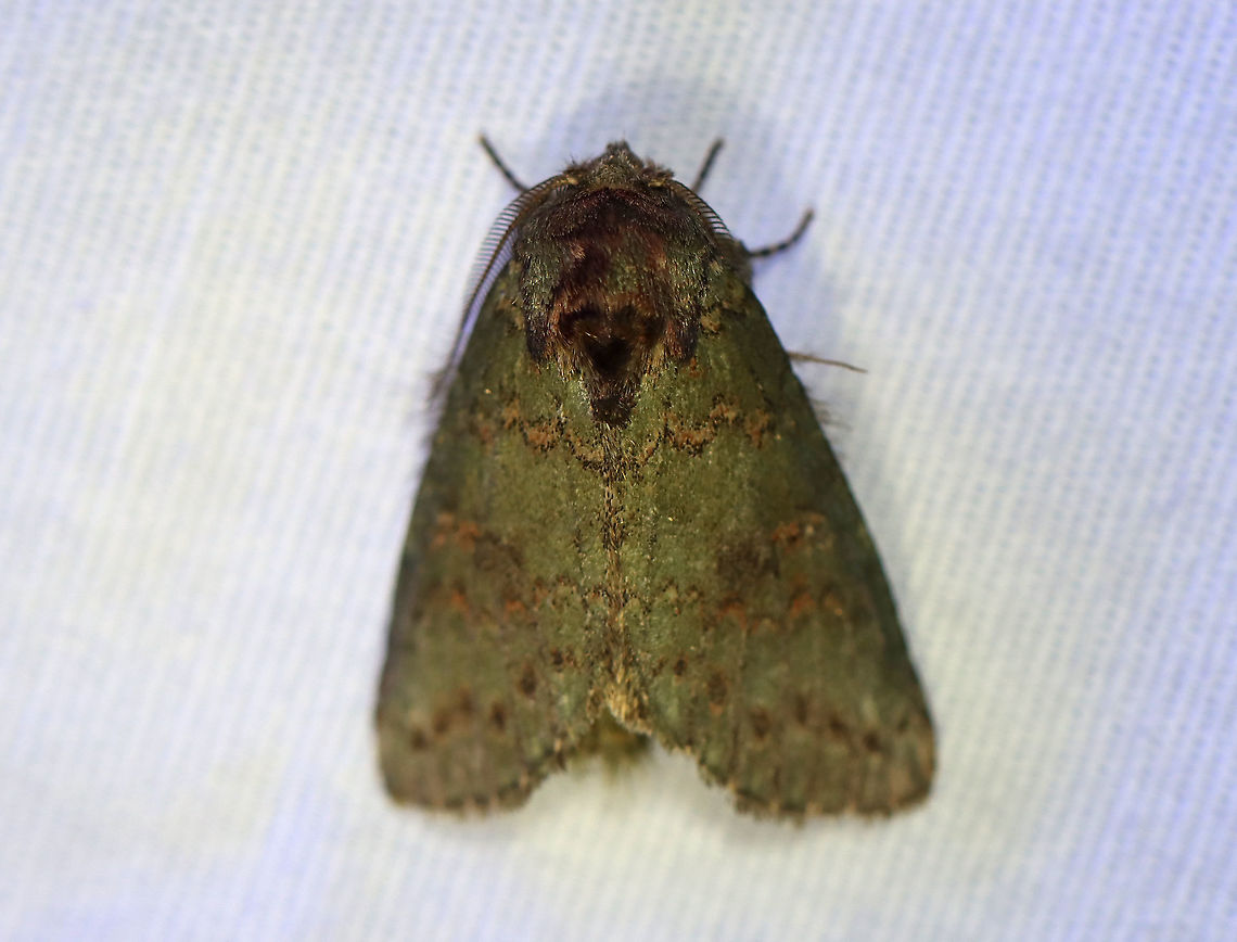 Wavy-lined Heterocampa - Heterocampa biundata TL: ~30 mm. FW was green with scalloped, brown AM and PM lines. ST line was wavy with black wedges. Hosts: Deciduous trees and woody plants. Status: Common.<br />
<br />
Habitat: Attracted to a 395 nm LED light in a rural area<br />
<br />
2020(159) Geotagged,Heterocampa,Heterocampa biundata,Moth Week 2020,Summer,United States,Wavy-lined Heterocampa Moth,moth