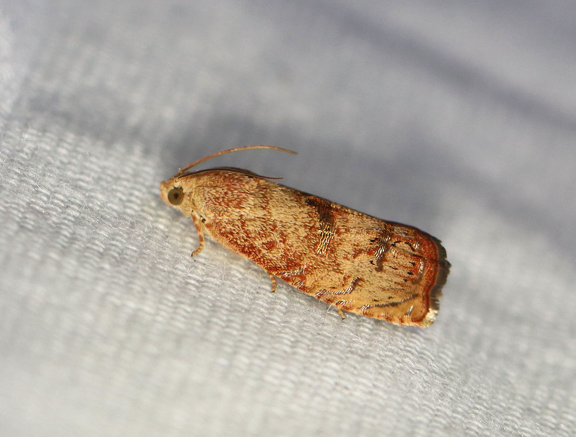 Filbertworm Moth - Cydia latiferreana TL: ~10 mm. FW was orange and tan; Two broad, silvery bands cross median area. Hosts: Beech, filbert, hazelnut, and oak. Status: Common.<br />
<br />
Habitat: Attracted to a 395 nm LED light in a rural area<br />
<br />
2020(160) Cydia,Cydia latiferreana,Filbertworm moth,Moth Week 2020,Olethreutinae,Tortricidae