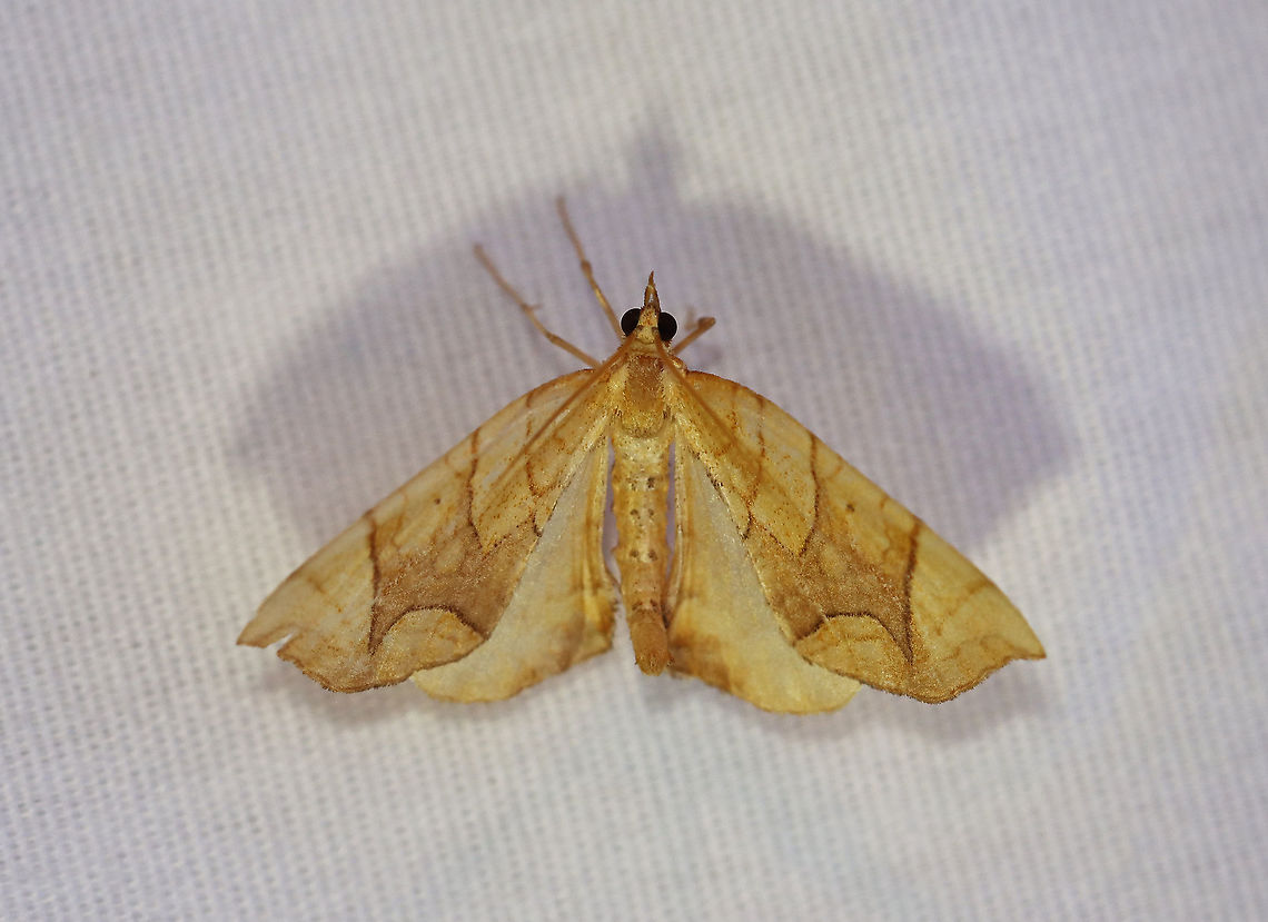 Lesser Grapevine Looper Moth - Eulithis diversilineata WS: ~30 mm. Orange/yellow FW crossed by brown lines. Midpoint of PM is pointed. Hosts: Grape and Virginia creeper. Status: Common.<br />
<br />
Habitat: Attracted to a 395 nm LED light in a rural area<br />
<br />
2020(161) Eulithis,Eulithis diversilineata,Geometridae,Geotagged,Lesser grapevine looper,Moth Week 2020,Summer,United States,looper,moth