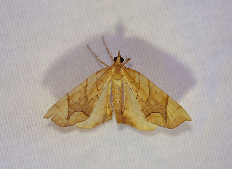 Lesser Grapevine Looper Moth - Eulithis diversilineata WS: ~30 mm. Orange/yellow FW crossed by brown lines. Midpoint of PM is pointed. Hosts: Grape and Virginia creeper. Status: Common.

Habitat: Attracted to a 395 nm LED light in a rural area

2020(161) Eulithis,Eulithis diversilineata,Geometridae,Geotagged,Lesser grapevine looper,Moth Week 2020,Summer,United States,looper,moth