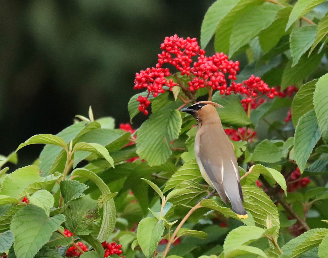 Cedar Waxwing - Bombycilla cedrorum One of my favorites! These birds nest in my neighborhood every year.<br />
<br />
Fun facts:<br />
-Cedar waxwings are known to eat fermented berries and then act drunk<br />
-A group of cedar waxwings is called an "ear-full"<br />
<br />
Habitat: Semi-rural neighborhood Bombycilla,Bombycilla cedrorum,Cedar Waxwing,Geotagged,Summer,United States,bird