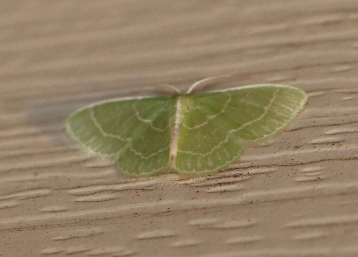 Wavy-lined Emerald - Synchlora aerata WS: ~ 10-12 mm. Green wings with wavy, white AM and PM lines. All four wings have pale green fringe. Abdomen has a white dorsal stripe running the entire length.<br />
<br />
Habitat: Attracted to a 395 nm light in a semi-rural area.<br />
<br />
2020(162) Geometridae,Geotagged,Moth Week 2020,Summer,Synchlora aerata,United States,Wavy-lined emerald moth,moth
